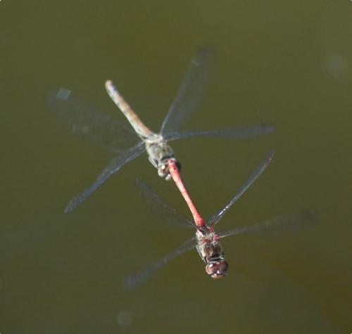 Sympetrum sp.